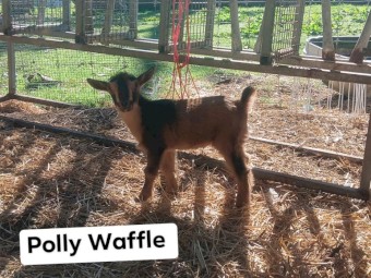 Healthy quality pet and dairy goats
