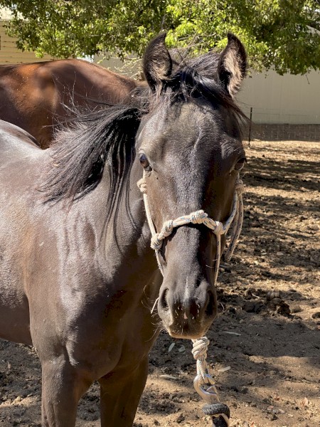 Active ASH/WMP Horse