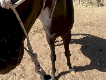 Active ASH/WMP Horse