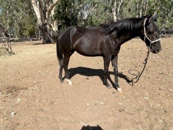 Active ASH/WMP Horse
