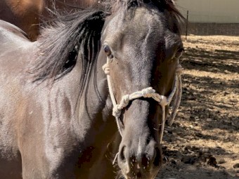 Active ASH/WMP Horse