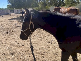 Active ASH/WMP Horse
