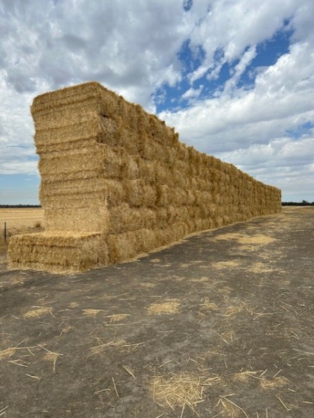 170mt Wheat Straw 490kg 8x4x3 Bales