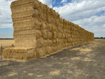 170mt Wheat Straw 490kg 8x4x3 Bales