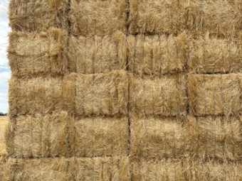 170mt Wheat Straw 490kg 8x4x3 Bales