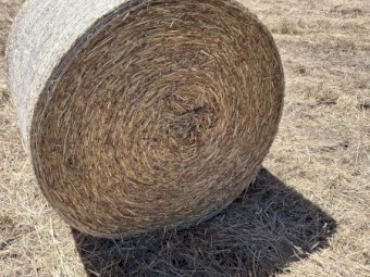 HAY Bale for Sale