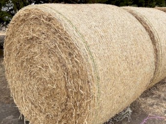 50 x Pea Straw 4x4 Rolls
