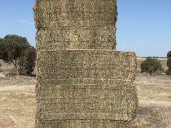 110mt Vetch Hay 600kg 8x4x3 Bales