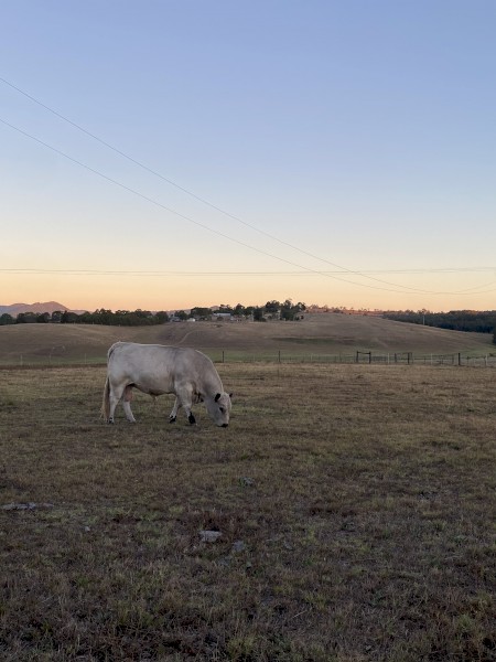 2023 Purebred Speckle Park Maiden Bull