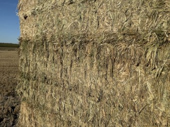 730mt Wheaten Hay 8x4x3 650kg Bales