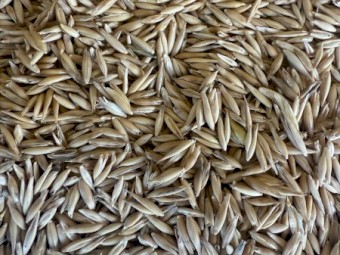 80mt Blackbutt Oats