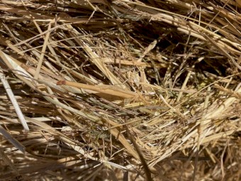 Pasture Hay Rolls