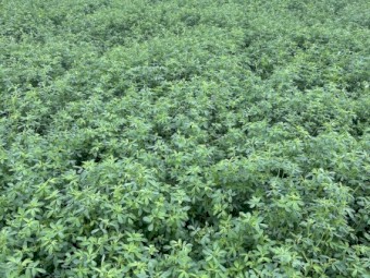 1000 x irrigated Lucerne Hay Small Squares