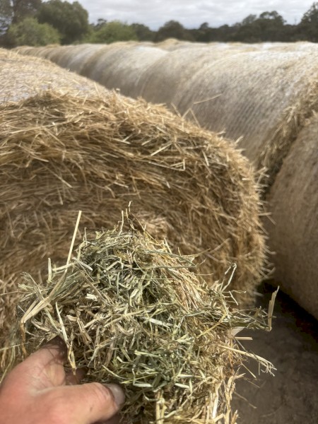 80mt Rye Grass Pasture Hay Rolls
