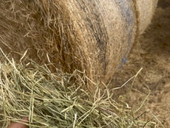 80mt Rye Grass Pasture Hay Rolls