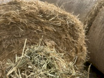 80mt Rye Grass Pasture Hay Rolls