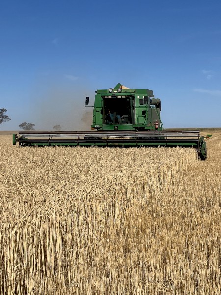 20mt Severn Winter Wheat