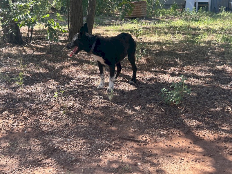 3/4 kelpie 1/4 border collie