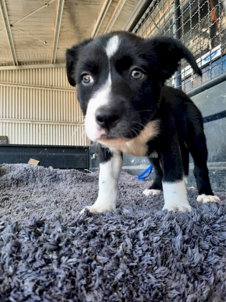 Puppies for sale
