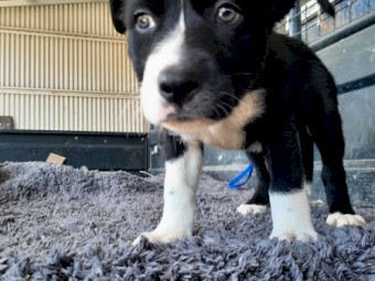 Puppies for sale
