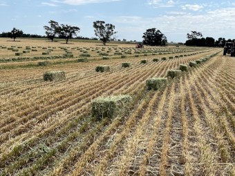 Oaten Hay in Baron Packs