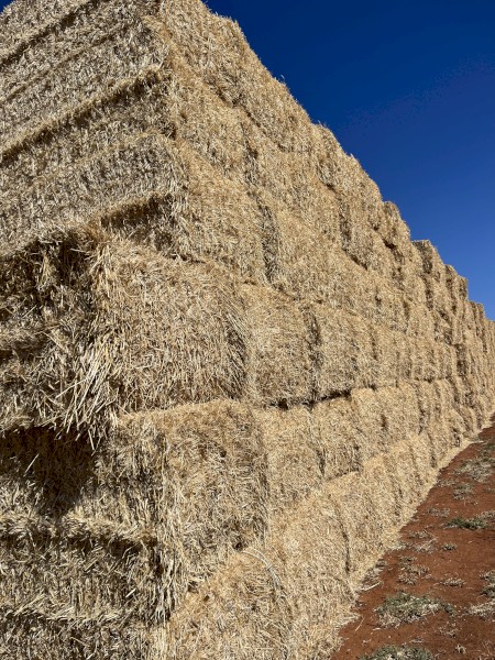 250mt Barley Straw 8x4x3 Bales