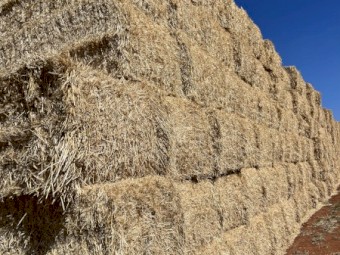 250mt Barley Straw 8x4x3 Bales
