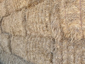 250mt Barley Straw 8x4x3 Bales