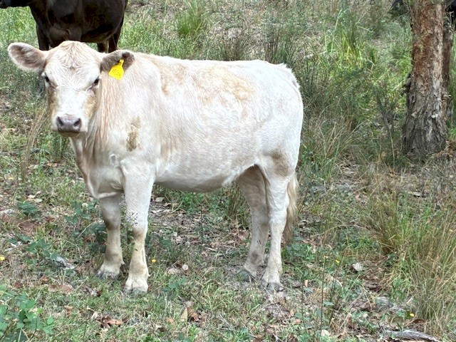 8 x Square Meters Heifers, Bull and Steers Cattle