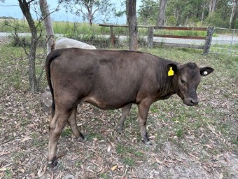 8 x Square Meters Heifers, Bull and Steers Cattle