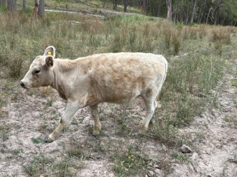 8 x Square Meters Heifers, Bull and Steers Cattle