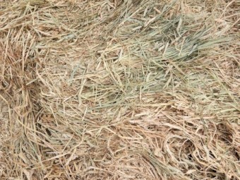 2025 Wheaten Hay Rolls