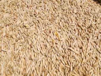 2025/26 Feed Oats