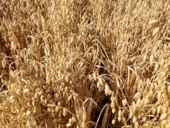 2025/26 Feed Oats