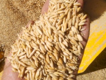 2025/26 Feed Oats