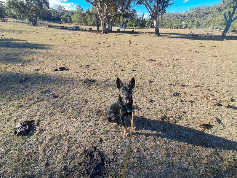 Working Dog