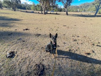 Working Dog