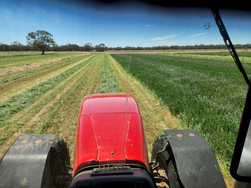 Lucerne Hay