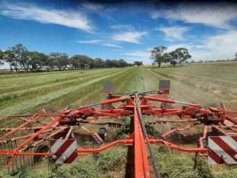 Lucerne Hay