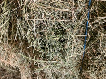 Lucerne Hay