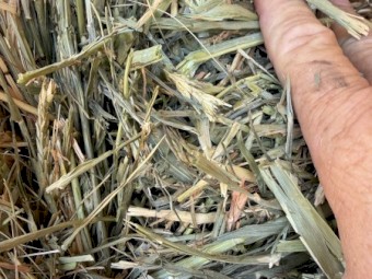 150mt Barley Hay 680kg Bales 8x4x3