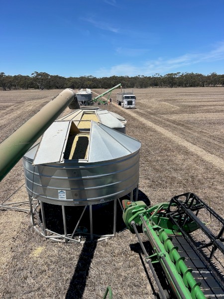 90mt Faba Beans