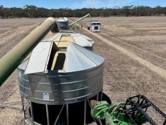 90mt Faba Beans