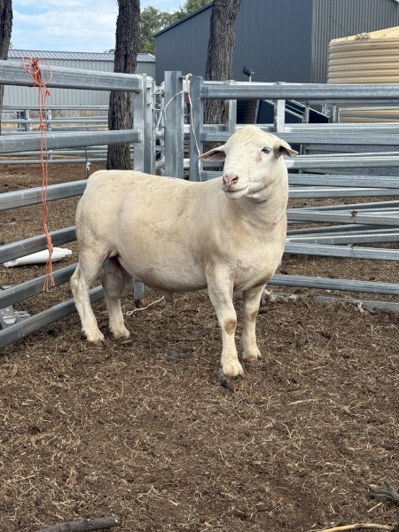 White Dorper Rams