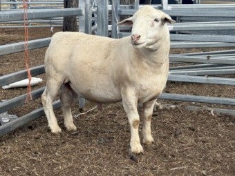 White Dorper Rams