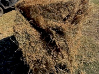 Lucerne Hay 4x4 Round Bales