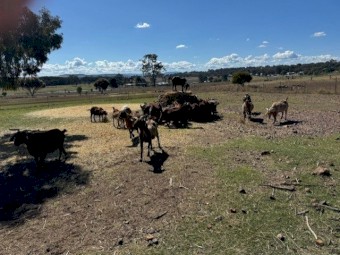 Lucerne Hay 4x4 Round Bales