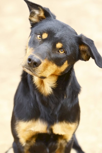 Kelpie Working Dogs x 1