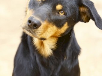 Kelpie Working Dogs x 1
