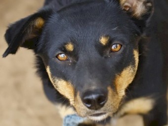 Kelpie Working Dogs x 1